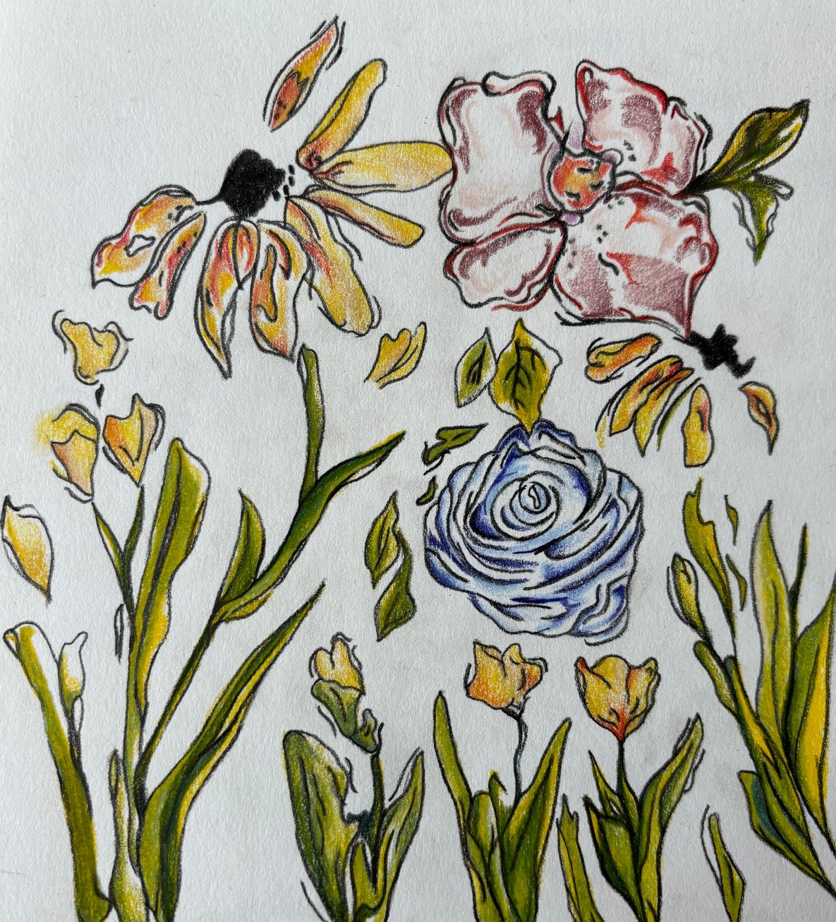 Floral observations in coloured pencil: yellow flowers, a pink bloom and a blue rose